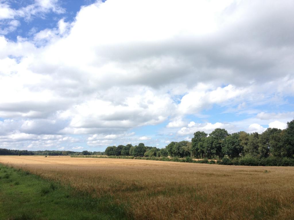 Felder Freißenbüttel Norddeutschland Sommer